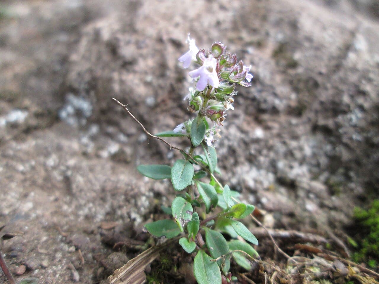Flowering Thymus praecox showing its small leaves, low stems and pale thyme flowers against rocky ground.