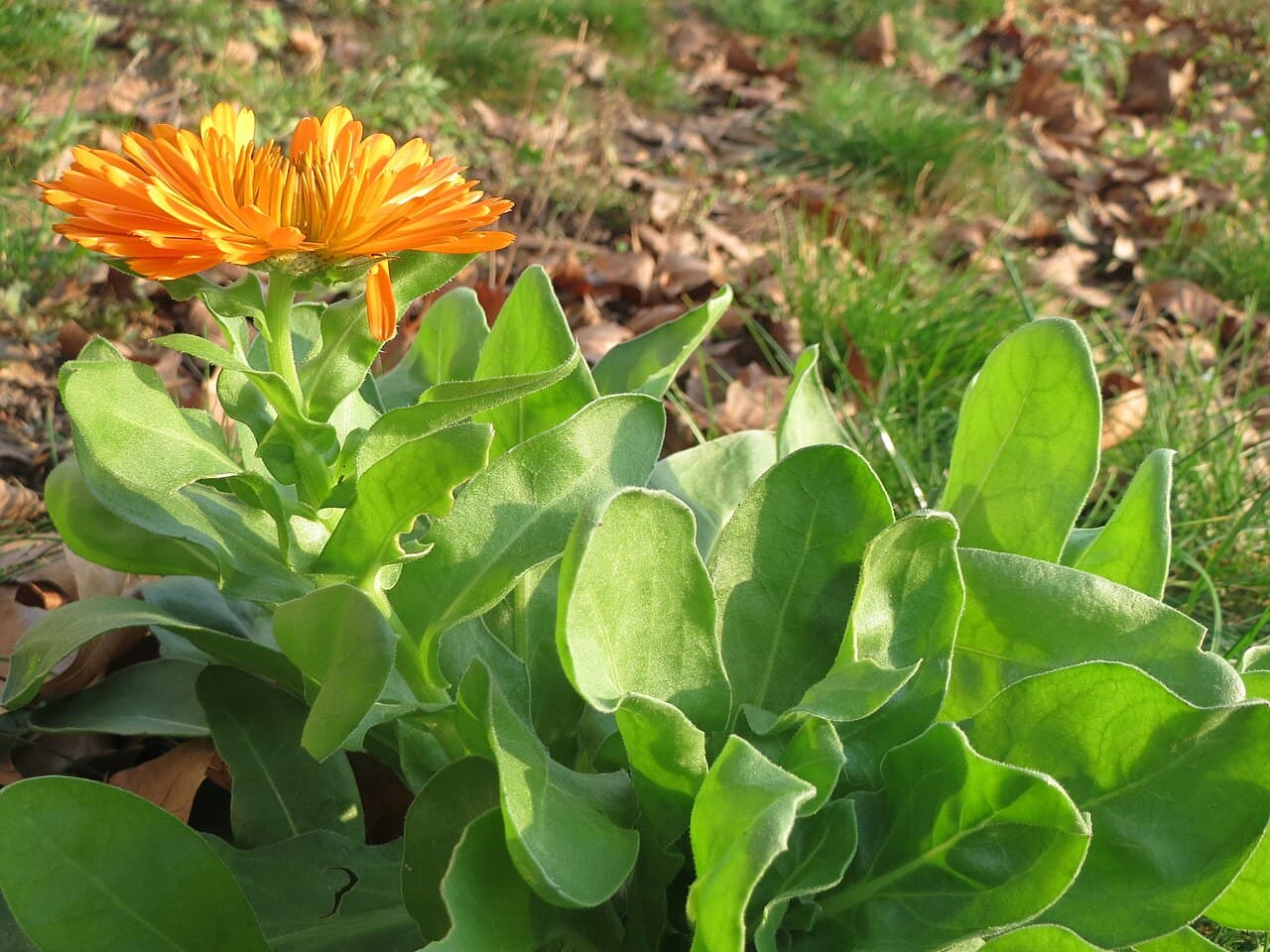 A healthy Calendula officinalis plant with a vivid orange flower and broad green leaves.
