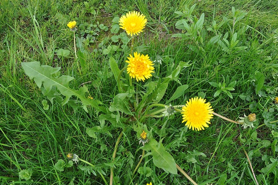 A flowering dandelion growing in grass, showing its basal rosette, lobed leaves and individual yellow flower heads on leafless scapes.