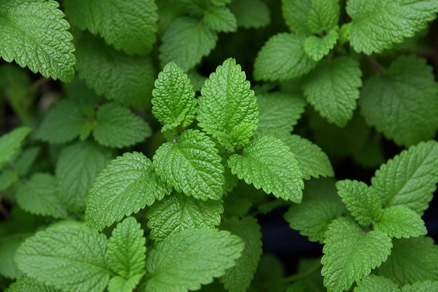 Lemon balm growing outdoors, with opposite softly wrinkled leaves and rounded toothed margins.