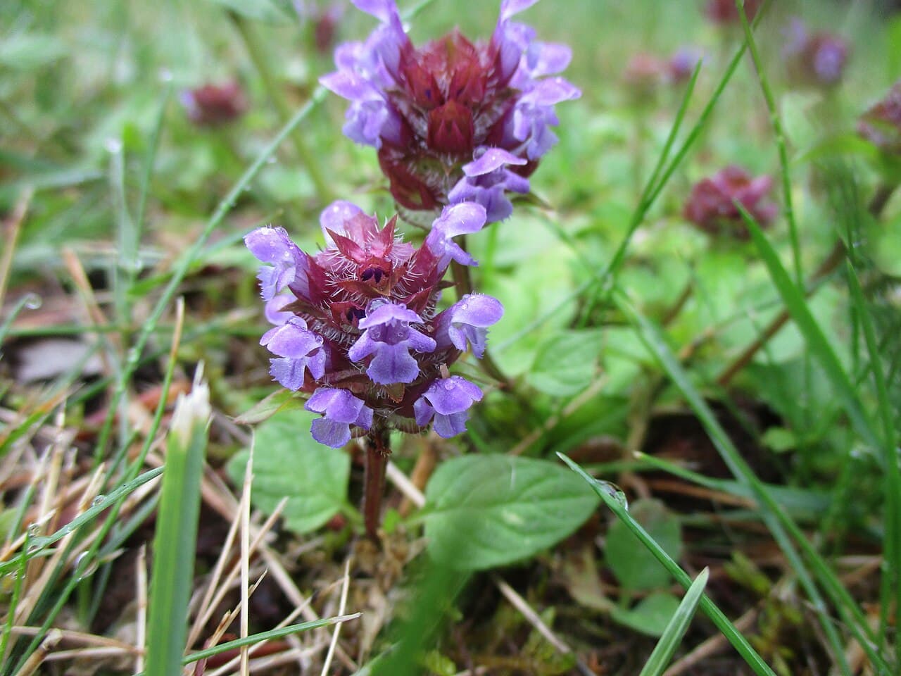 Flowering self-heal, Prunella vulgaris, growing among grass with purple flower spikes and green leaves.