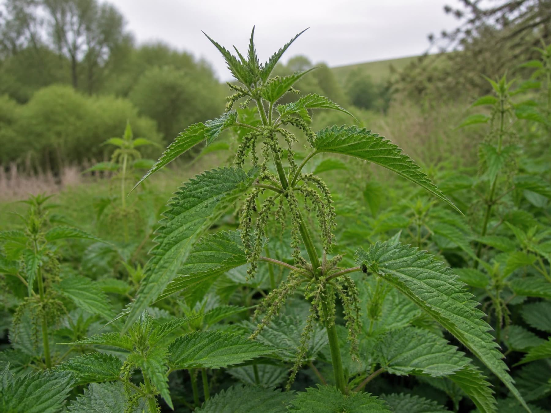 A flowering stinging nettle plant with opposite serrated leaves and drooping green flower clusters.