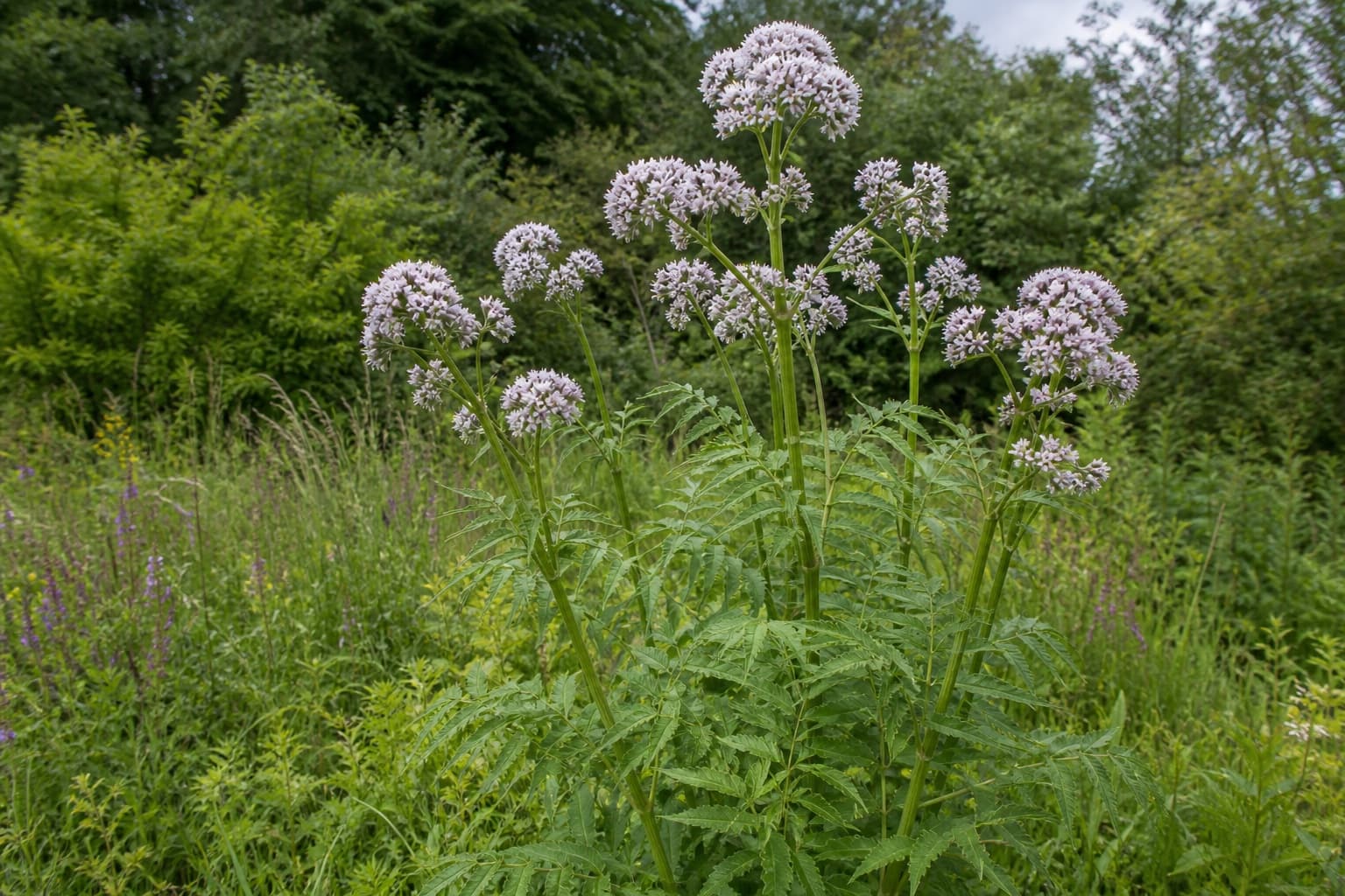 A mature flowering common valerian plant with tall stems, pinnate leaves and pale pink-white flower clusters growing outdoors.